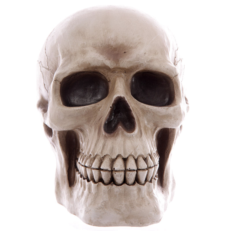 Large Lifesize Human Skull Money Box