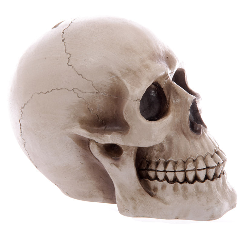 Large Lifesize Human Skull Money Box