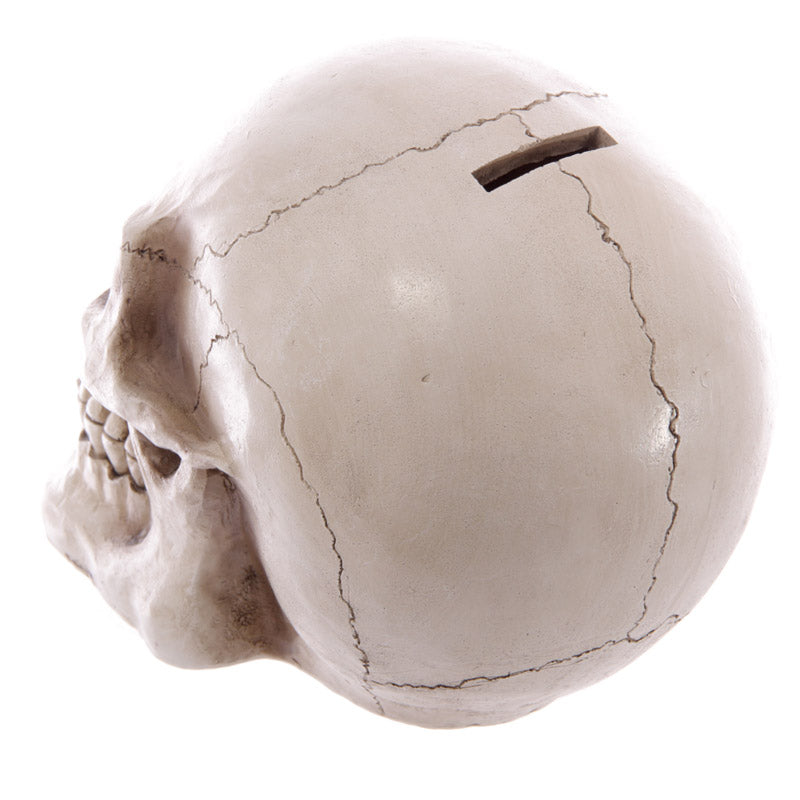 Large Lifesize Human Skull Money Box