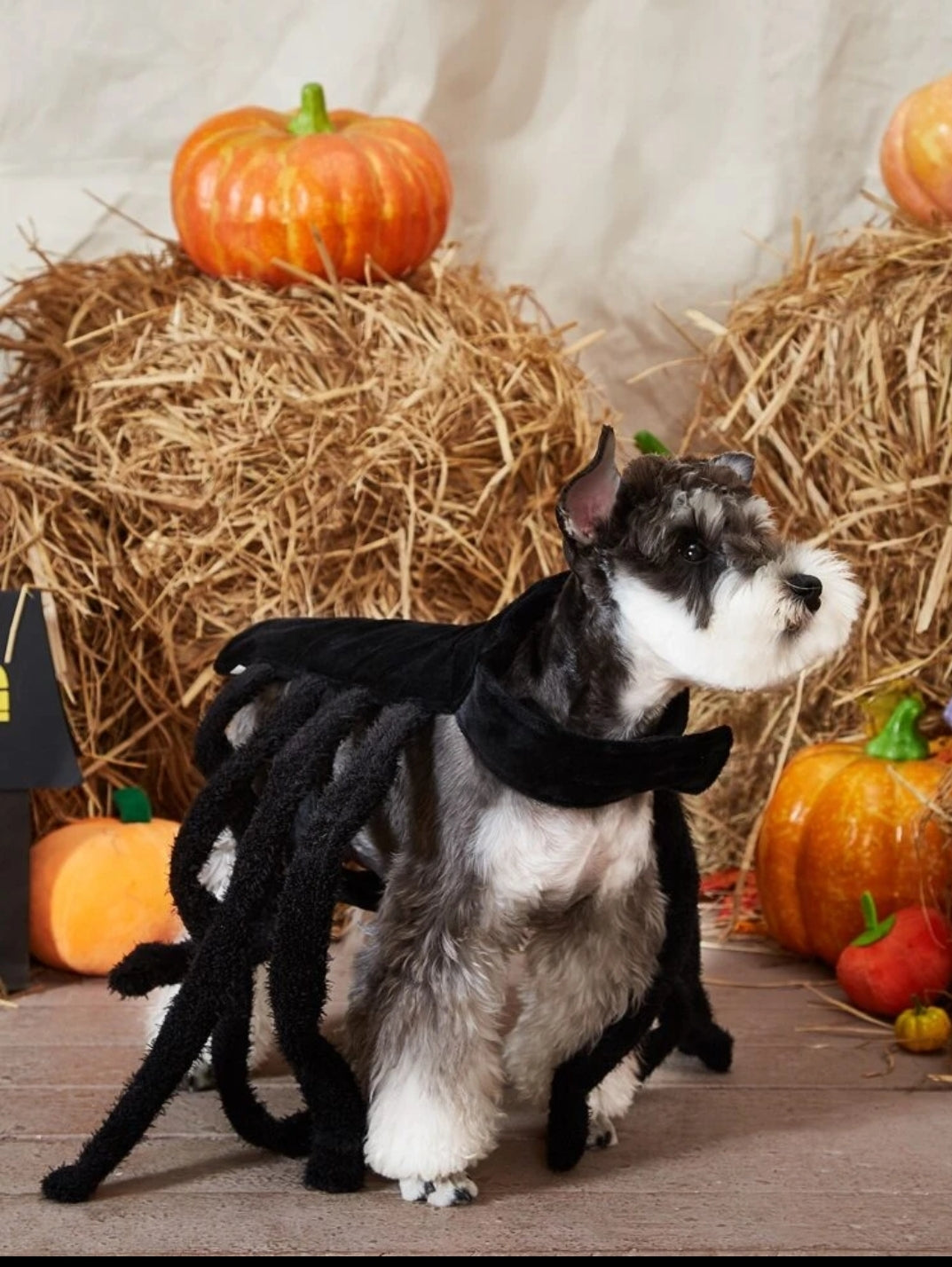 Halloween Spider Pet Costume