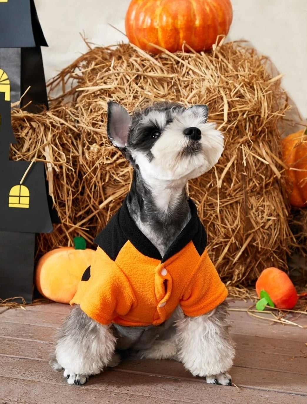 Halloween Pattern Pet Coat